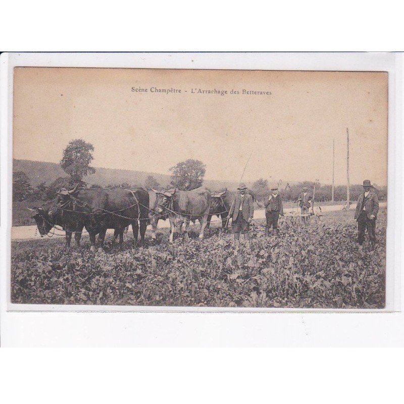 NASSANDRES (?): l'arrachage des bettraves - très bon état
