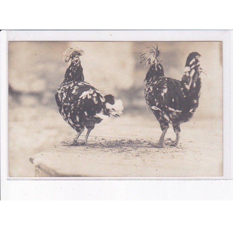 DRAGUIGNAN: aviculture, deux coqs - très bon état