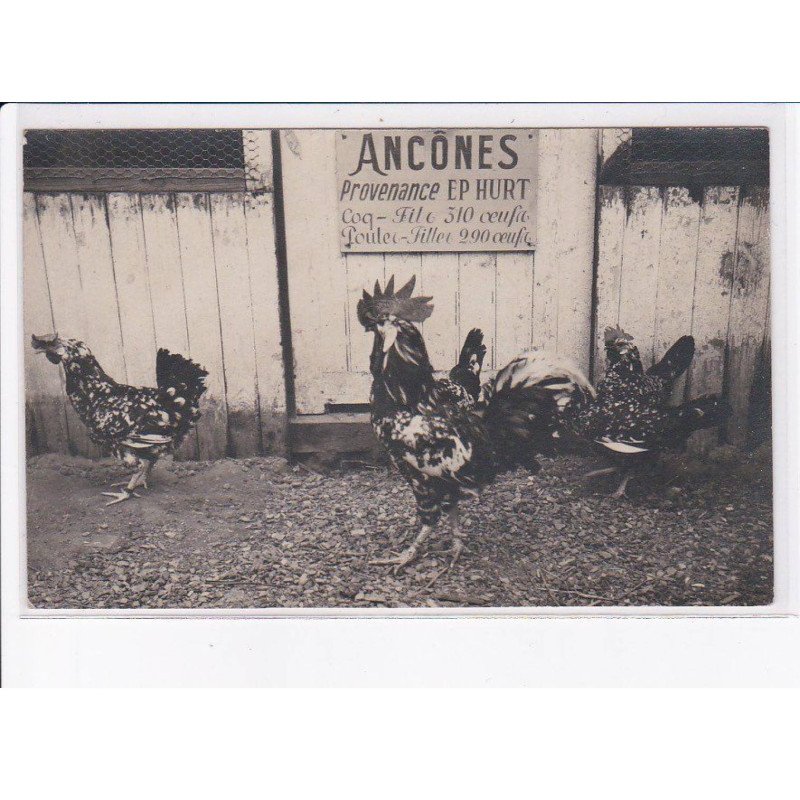 DOUAI: coq, elevage, ancônes provenance Ep Hurt, poules - très bon état