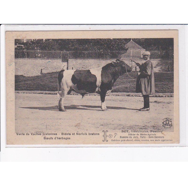 PONTIVY: vente de vaches bretonnes, bidats et norfolk bretons, boeufs d'herbages - très bon état