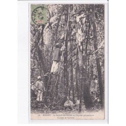 GUYANE: MARONI: la saignée des balatas au chantier pénitentiaire forestier de coswine - très bon état