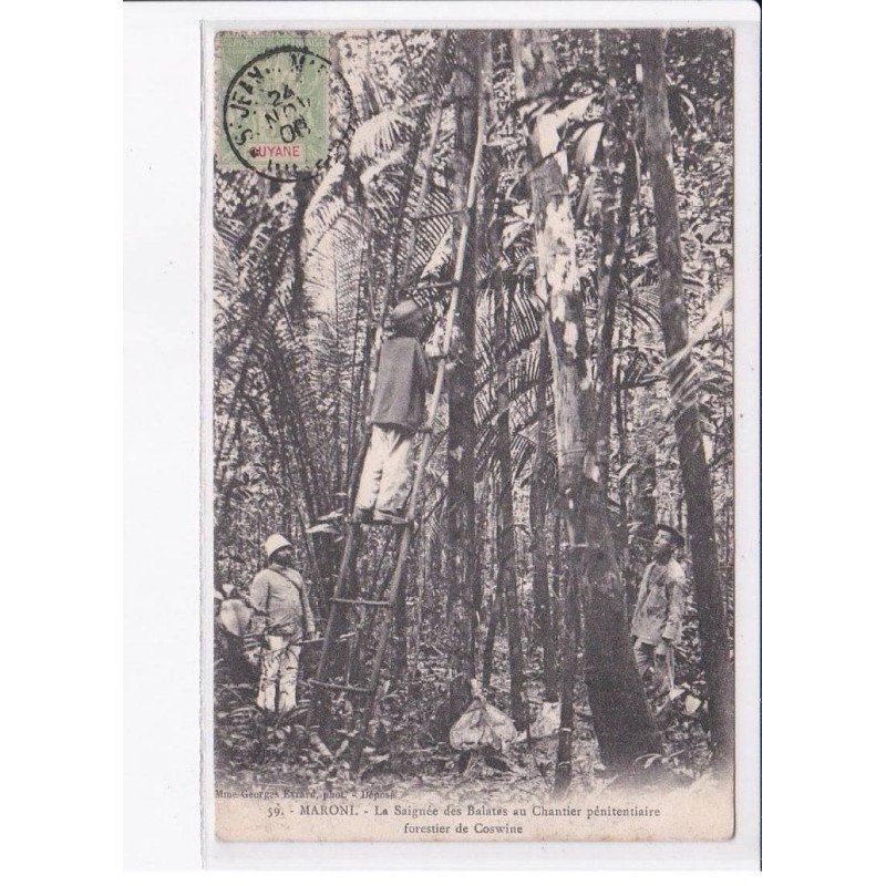 GUYANE: MARONI: la saignée des balatas au chantier pénitentiaire forestier de coswine - très bon état