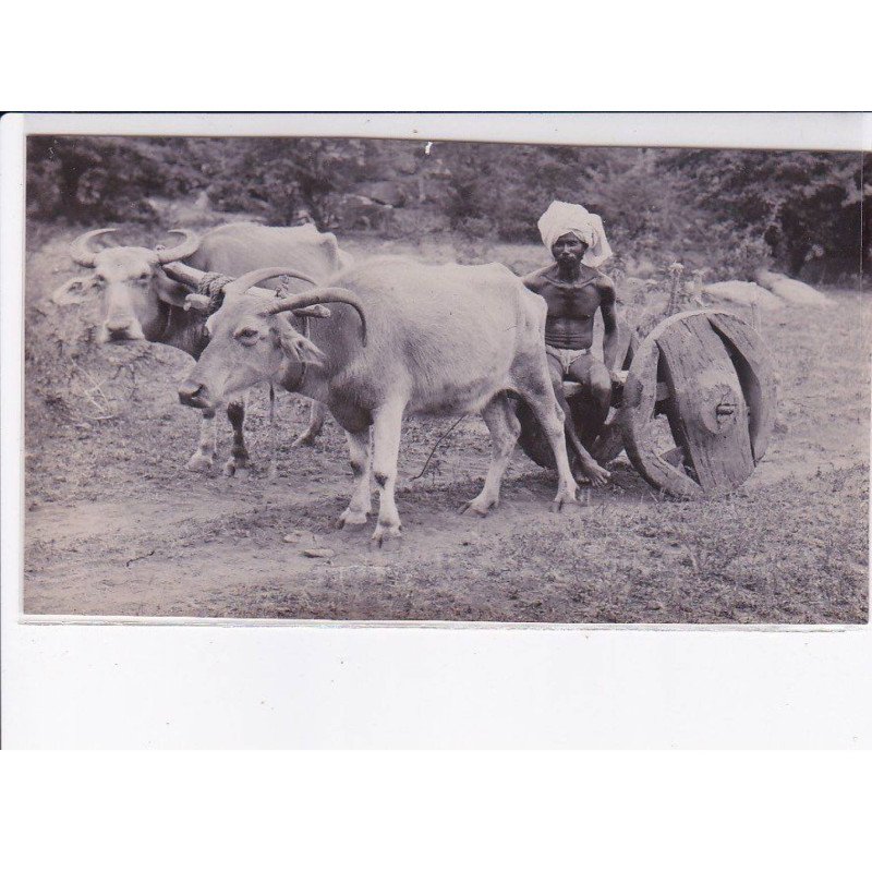 INDE: attelage, photo environs 1900 - très bon état
