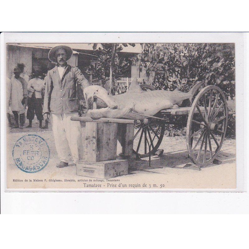 MADAGASCAR: TAMATAVE: prise d'un requin de 3m 50 (peche)- très bon état