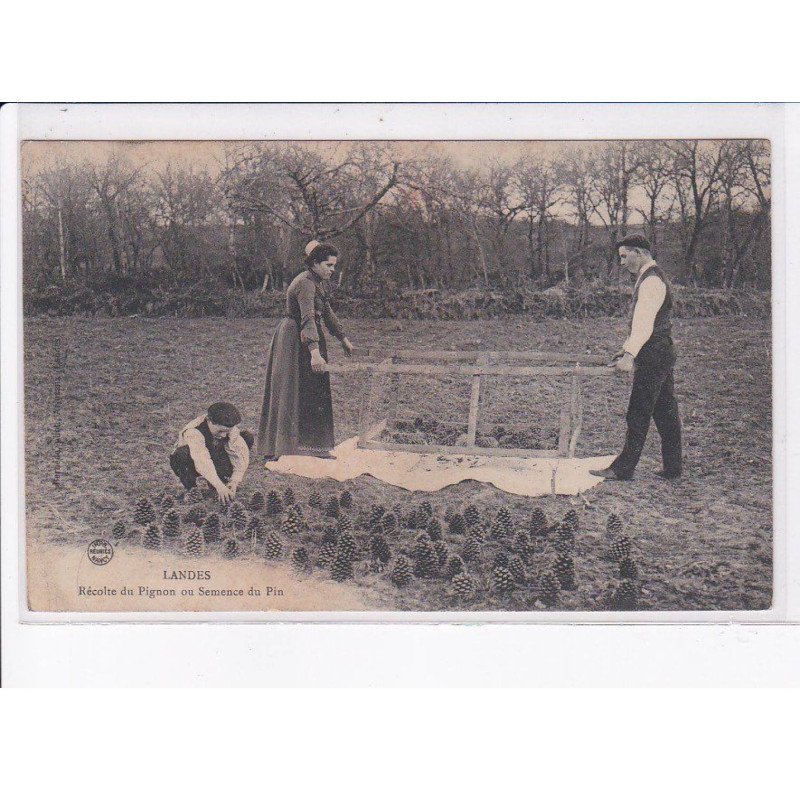 LANDES: récolte du pignon ou semence du pin - très bon état