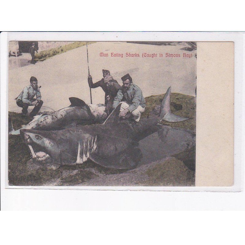 AFRIQUE DU SUD: pêche, requin, man eating sharks (caught in simons bay) - très bon état