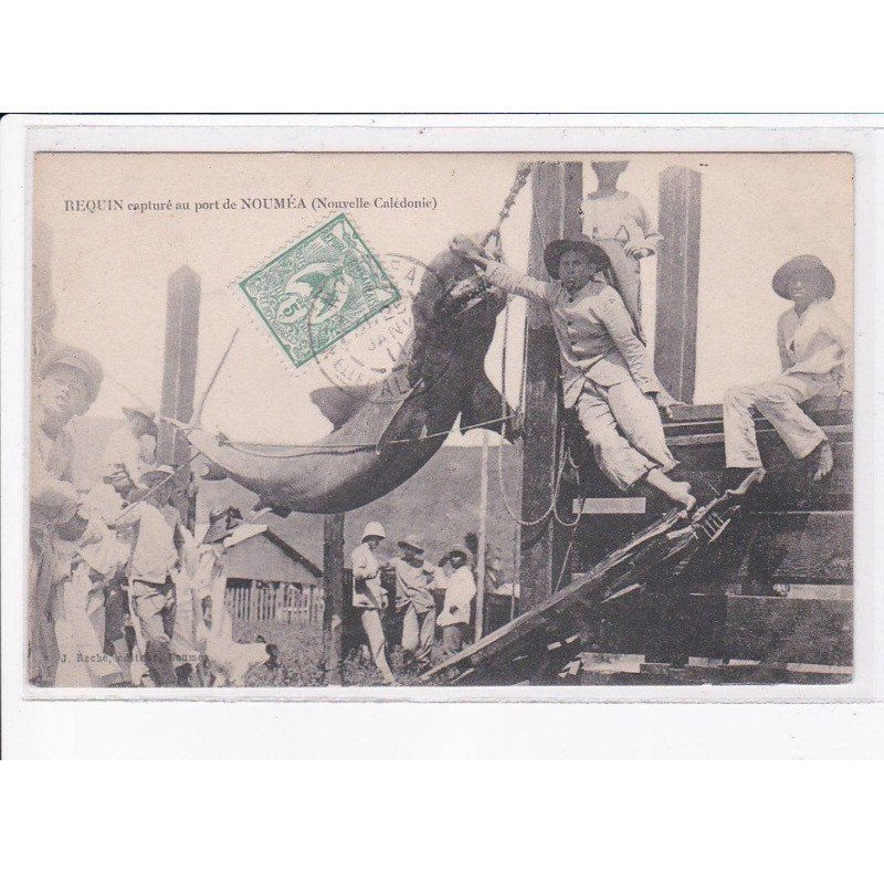 NOUVELLE-CALEDONIE: NOUMEA: requin capturé au port de nouméa - très bon état