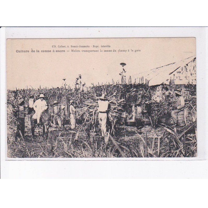 MARTINIQUE: culture de la canne à sucre, mulets transportant la canne du champ à la gare - très bon état