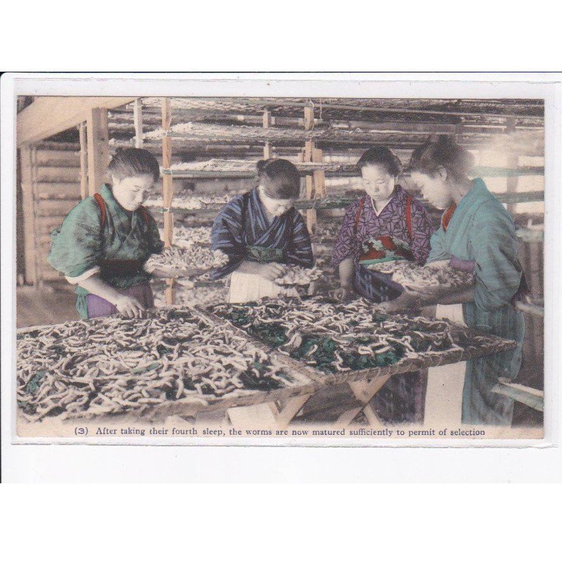 JAPON: culture du vers à soie, after taking their fourth sleep, the worms are now matured - très bon état