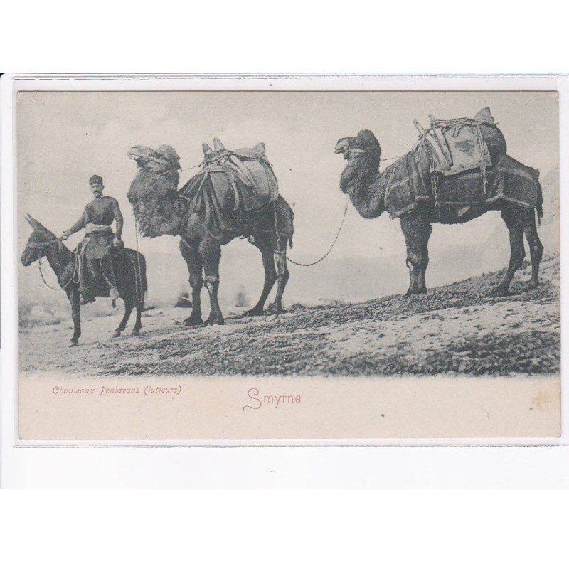 TURQUIE: SMYRNE: chameaux pehlavans (lutteurs) - très bon état