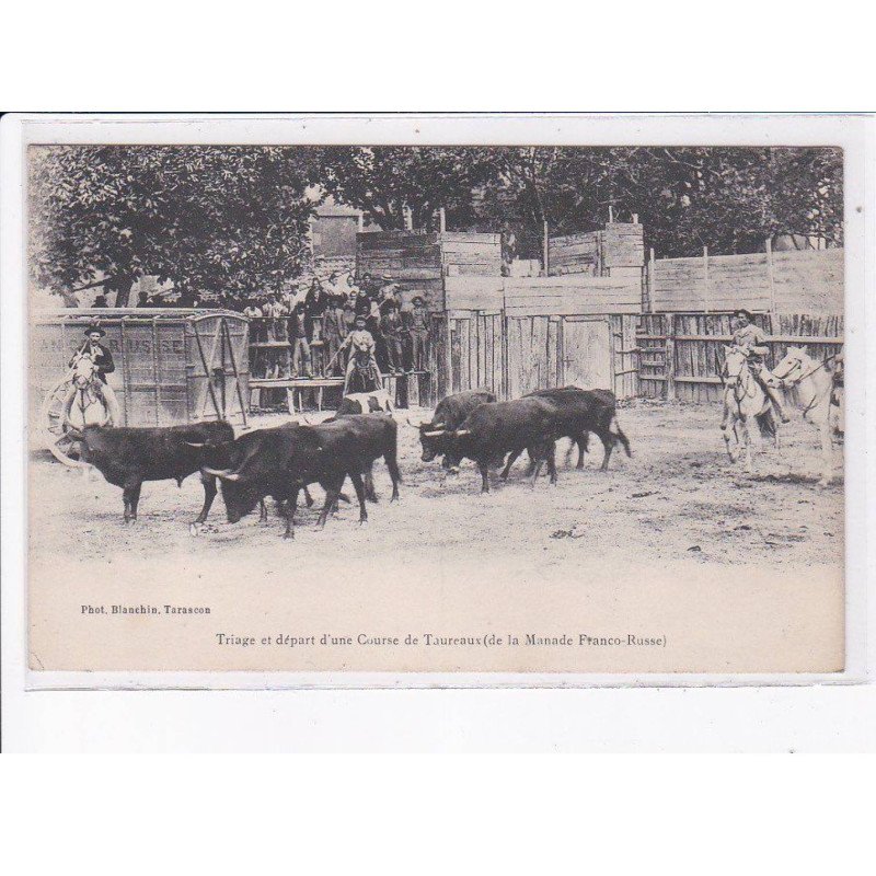 BOUCHES-du-RHÔNE: triage et départ d'une course de taureaux (de la manade franco-russe) - très bon état