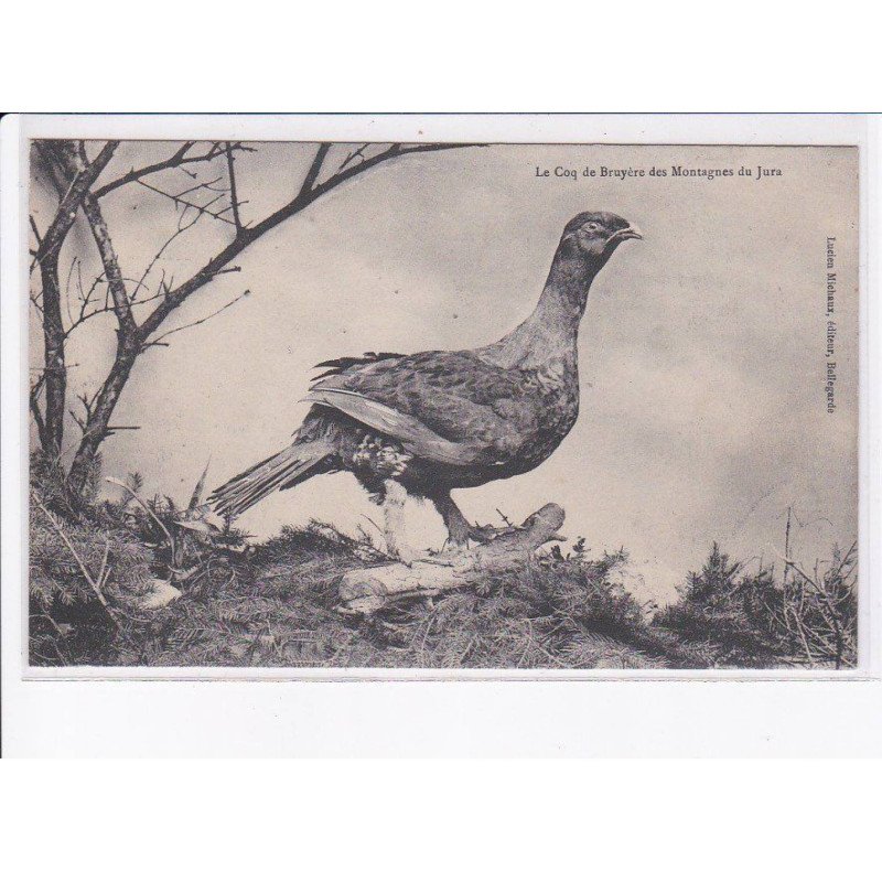 JURA: le coq de bruyère des montagnes du jura, chasse - très bon état