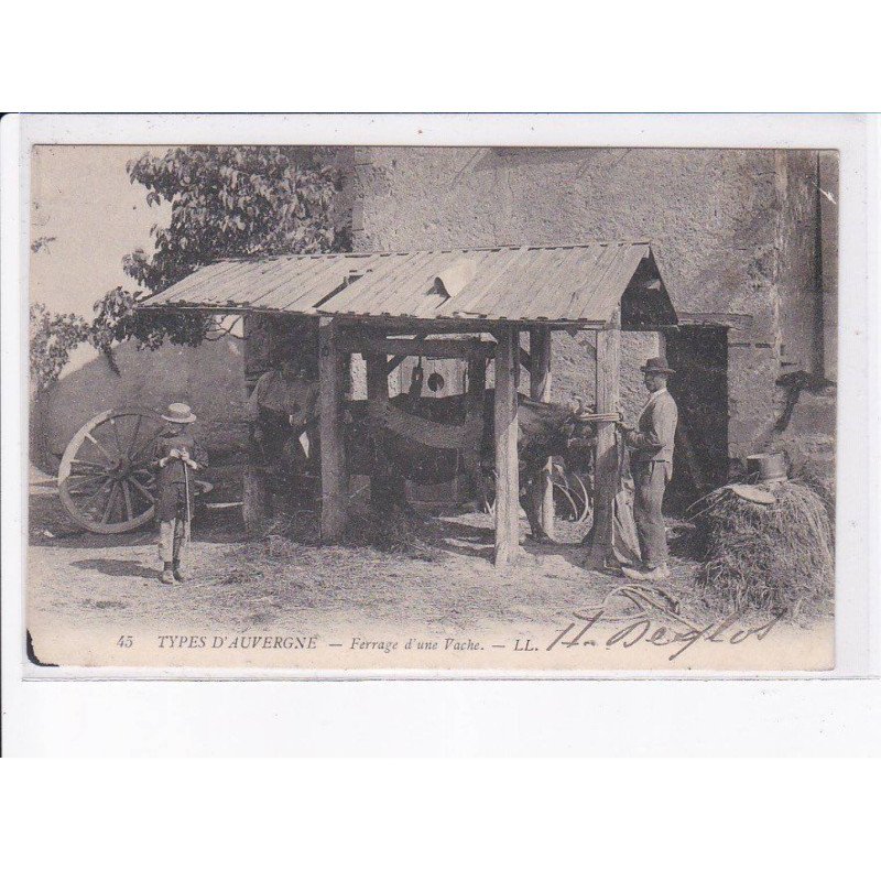 PUY-de-DÔME: ferrage d'une vache - état