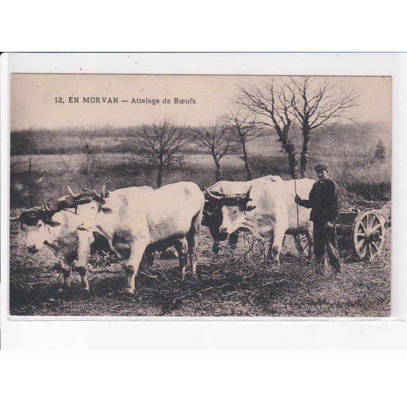 NIEVRE: en morvan, attelage de boeufs - très bon état