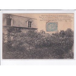 DOMPIERRE: rosier géant du presbytère - très bon état