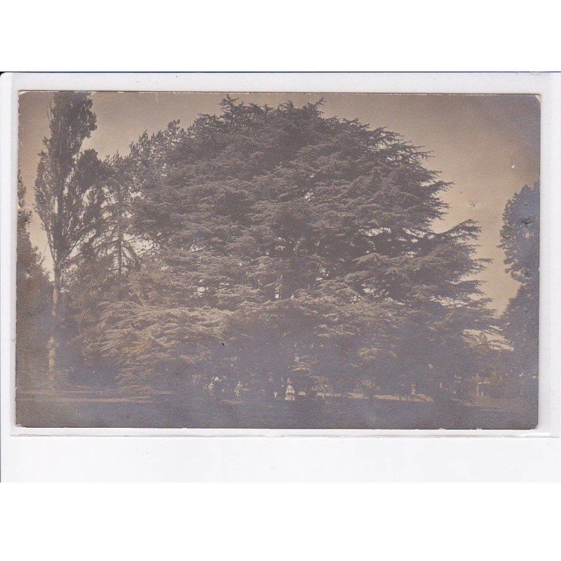 MONTMORENCY: le grand cèdre du liban - état