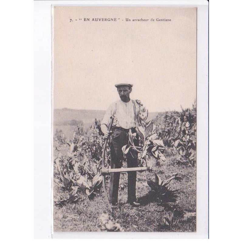 PUY-de-DOME: un arracheur de gentiane - très bon état