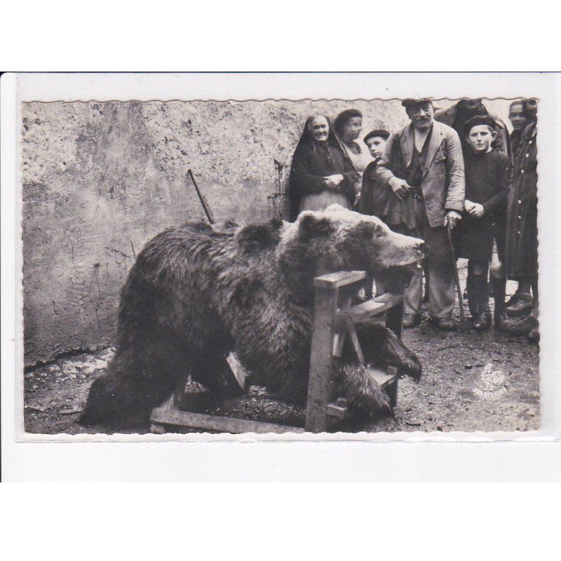 PYRENEES-ATLANTIQUES: au village, exposition d'un ours tué au cours d'une battue - très bon état