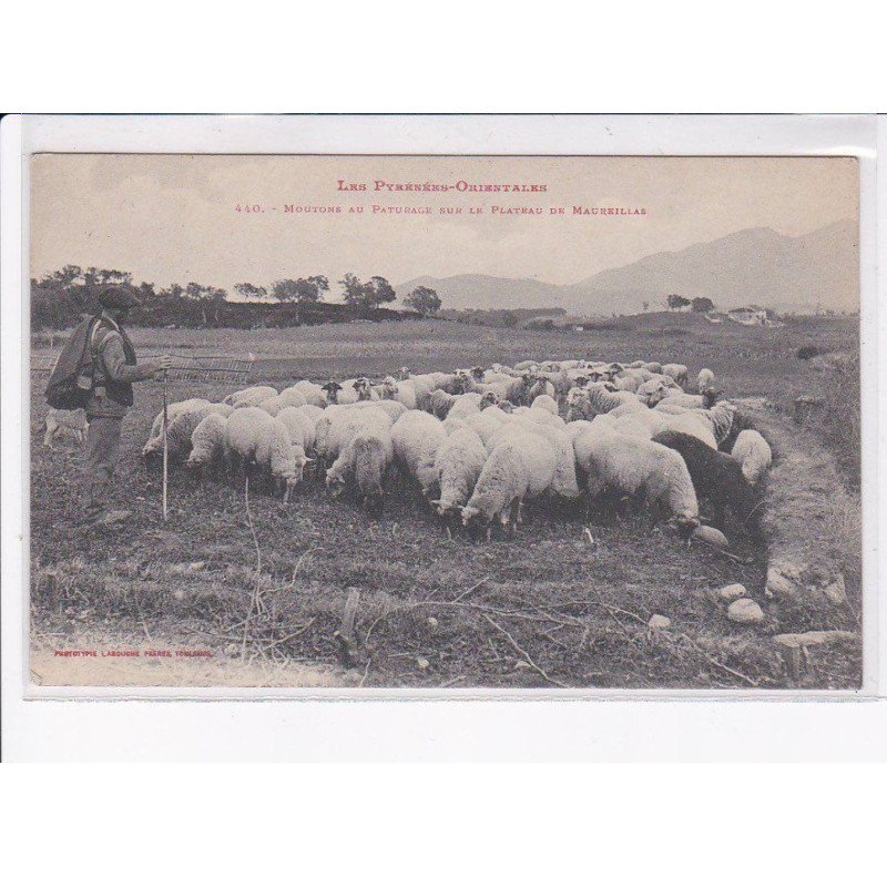 MAUREILLAS: moutons au paturage sur le plateau - très bon état
