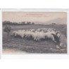 MAUREILLAS: moutons au paturage sur le plateau - très bon état