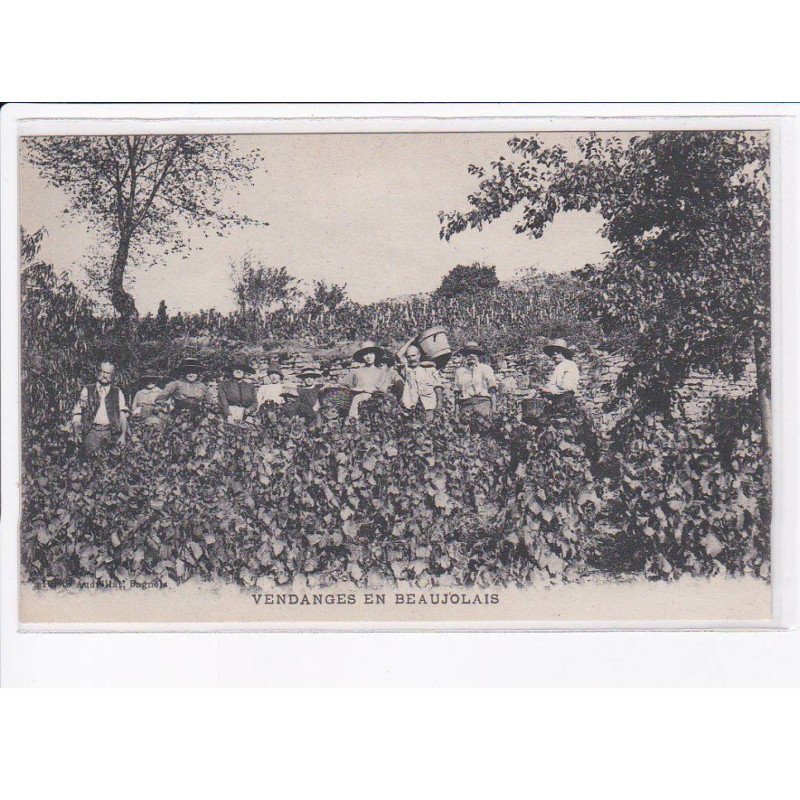 RHONE: vendanges en beaujolais - très bon état