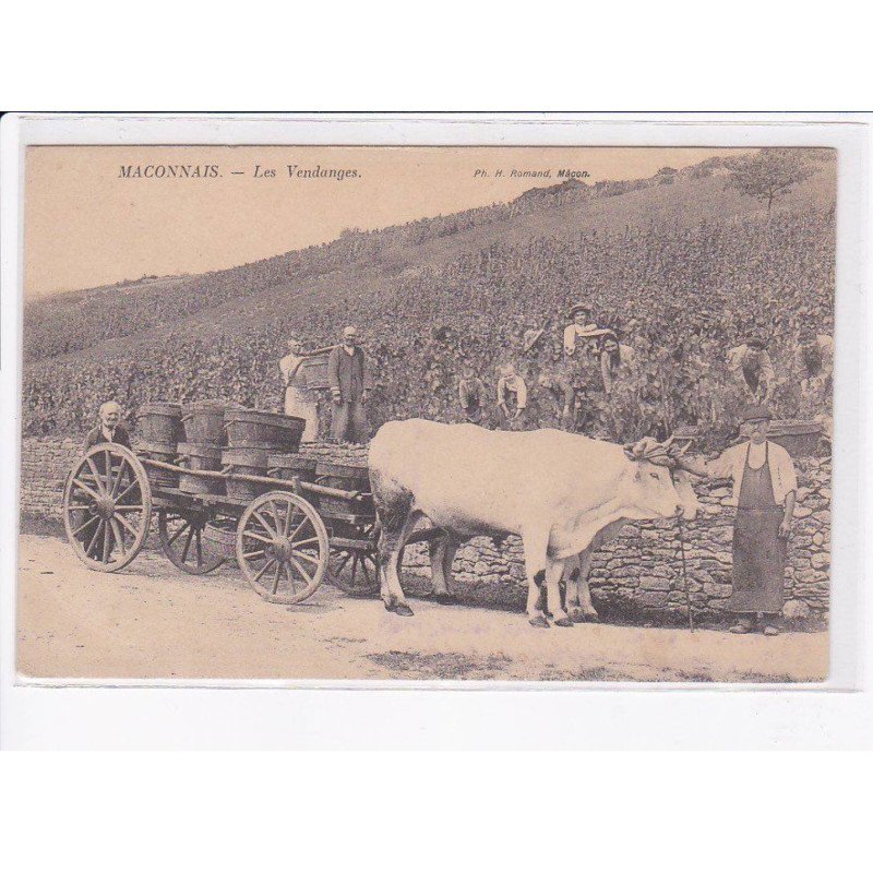 MACON: les vendanges, attelage - très bon état