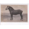 MAMERS: cheval, Kisu, étalon percheron - très bon état