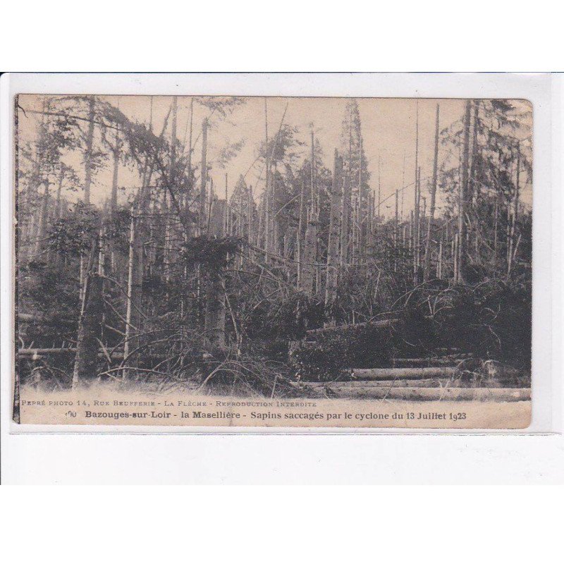 BAZOUGES-sur-LOIR: la maselllière, sapins saccagés par le cyclone 1923 - état