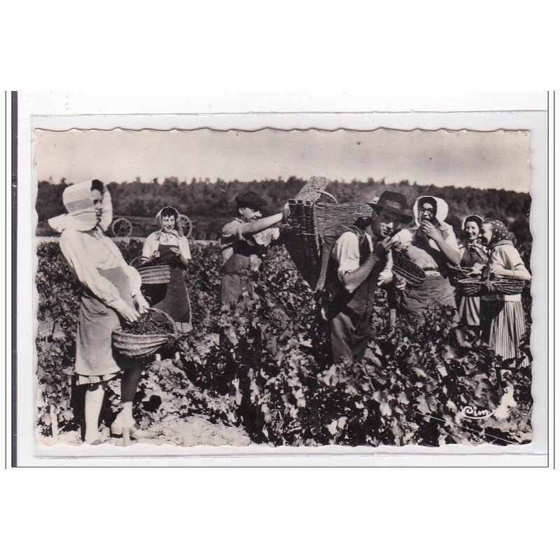 TOURNUS : scene de vendanges - tres bon etat TOURNUS : scene de vendanges - tres bon etat