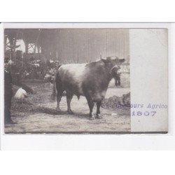 PARIS: concours agricole 1907, boeuf - très bon état