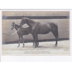 PARIS: concours central d'animaux reproducteurs soura pur sang 4 ans par mansour et gipsy - très bon état