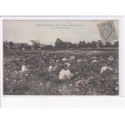 GRISY-SUISNES: culture spéciale de rosiers, une cueillette de roses - état