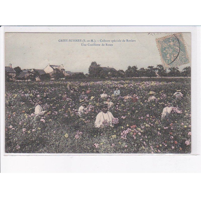 GRISY-SUISNES: culture spéciale de rosiers, une cueillette de roses - état