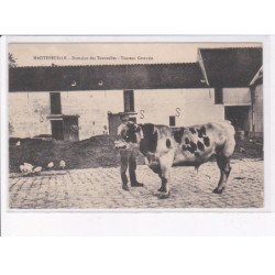 HAUTEFEUILLE: domaine des tournelles, taureau cotentin - très bon état