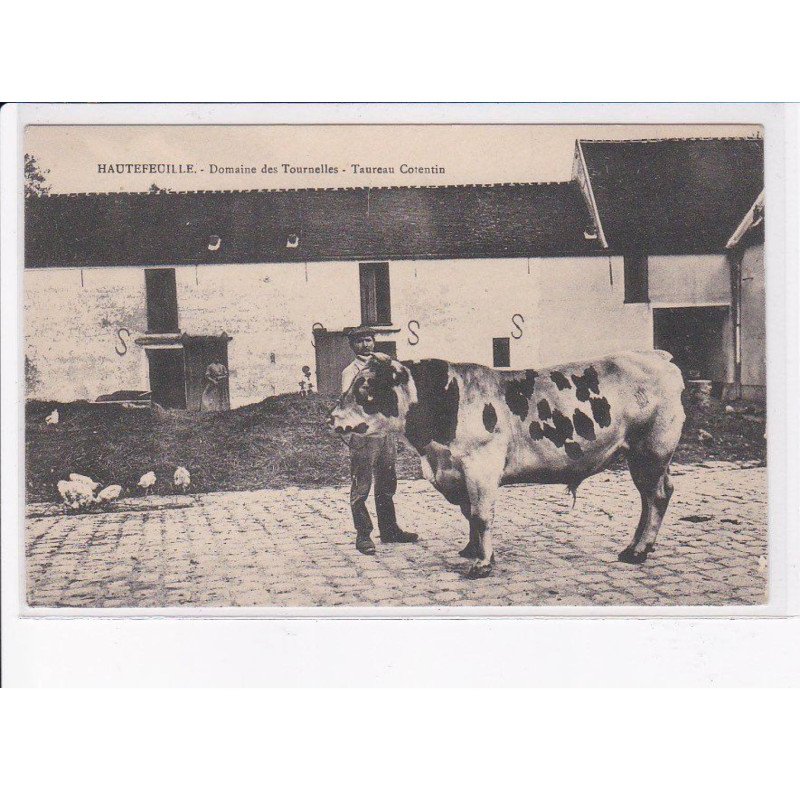 HAUTEFEUILLE: domaine des tournelles, taureau cotentin - très bon état