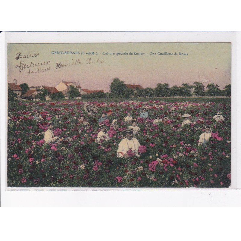 GRISY-SUISNES: culture spéciale de rosiers, une cueillette de roses - très bon état