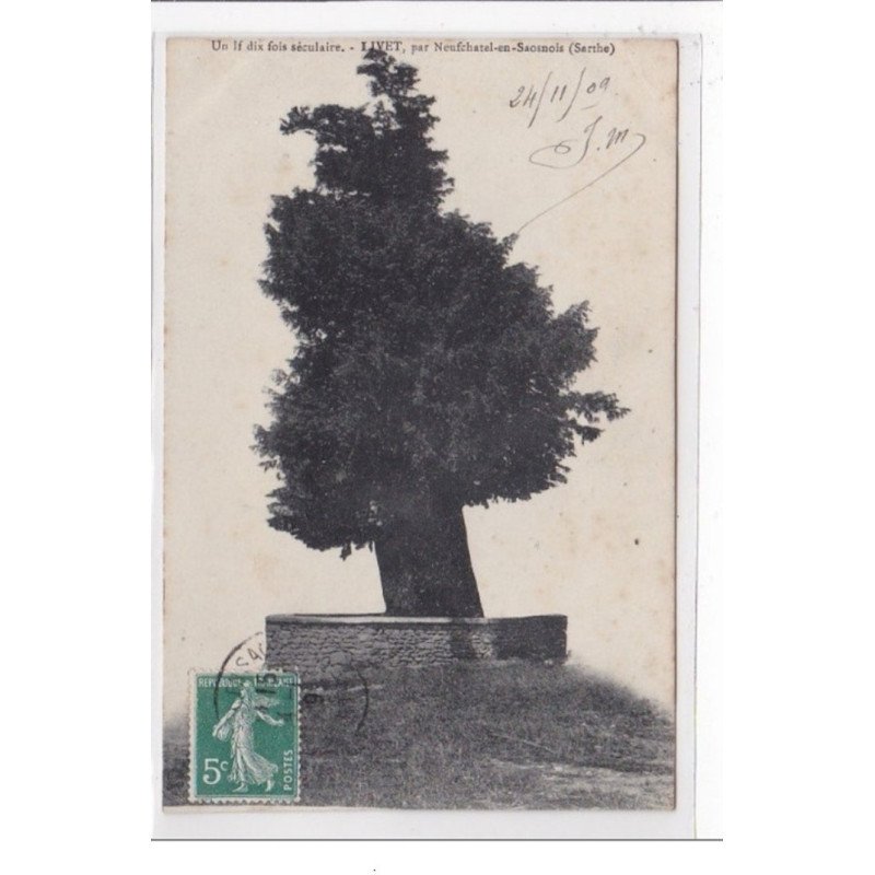 LIVET : un if dix fois seculaire (arbre) - tres bon etat