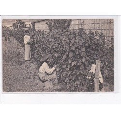 THOMERY: culture du raisin - état