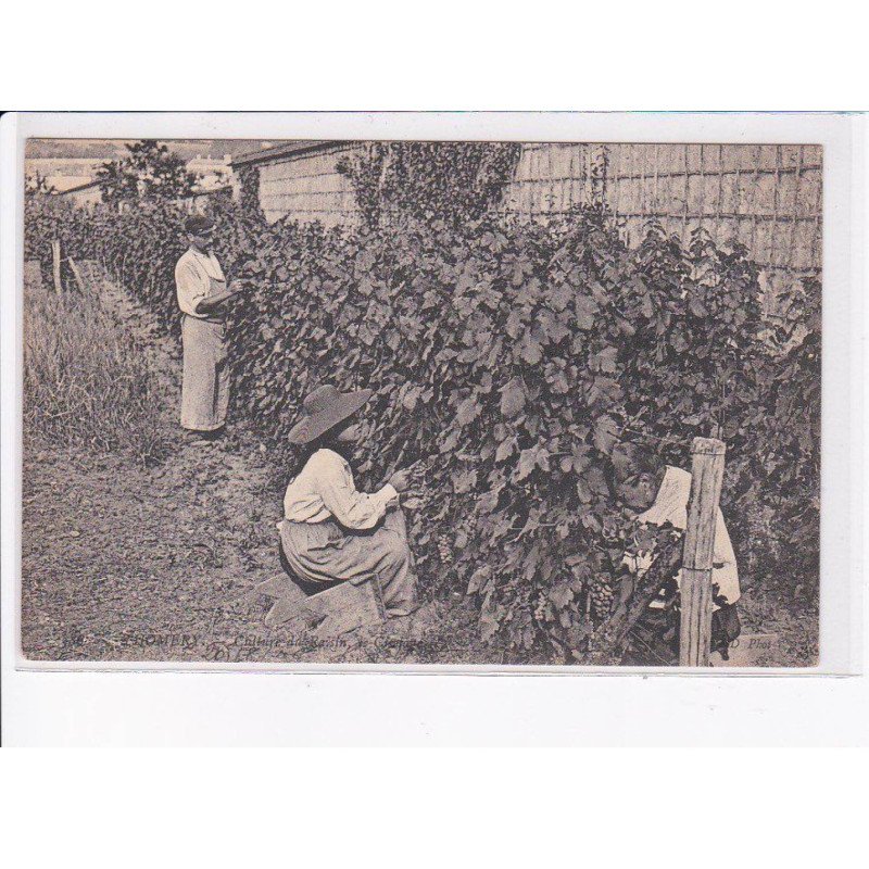 CHOMERY: culture du raisin - état