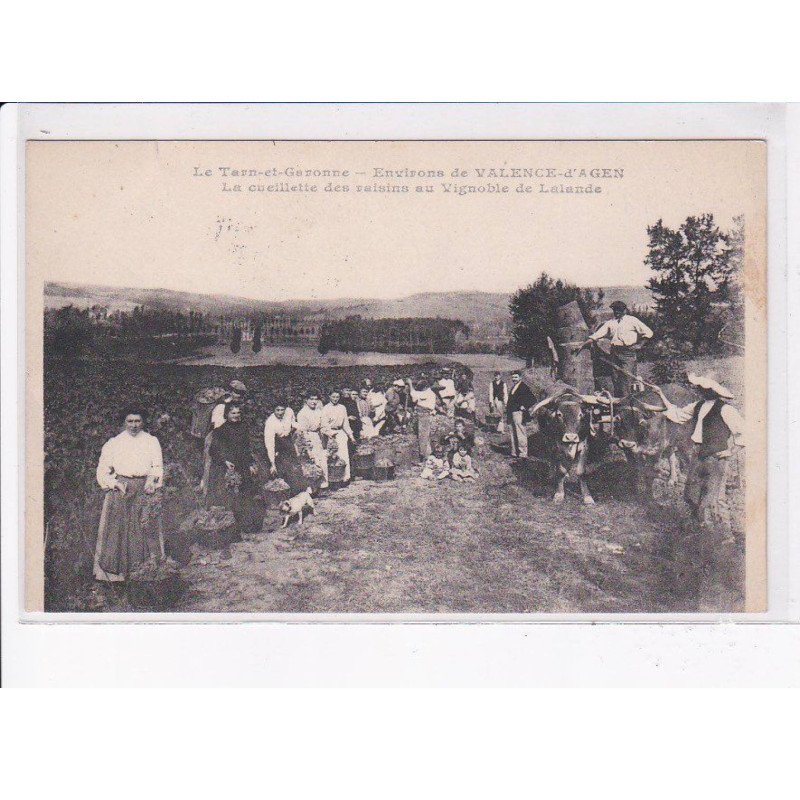 environ de VALENCE-D'AGEN: la cueillette des raisins au vignoble de lalande - état