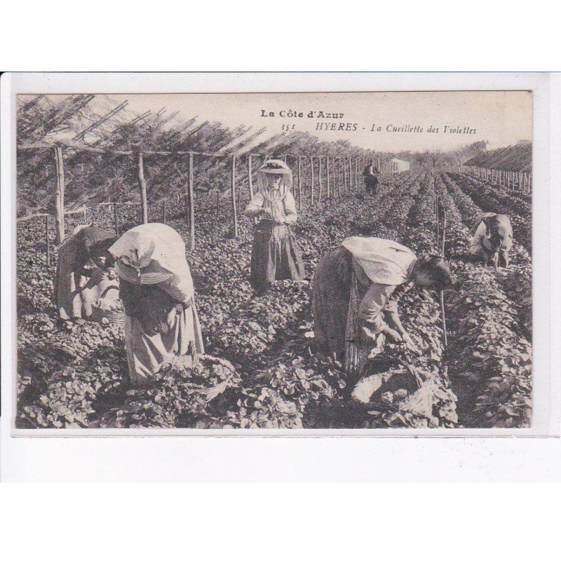 HYERES: la cueillette des violettes - très bon état