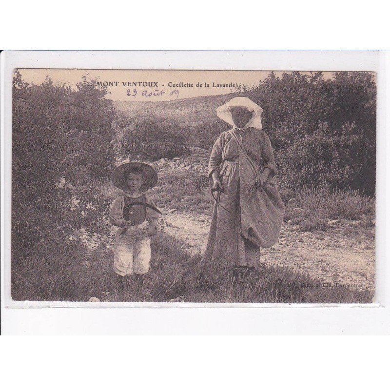 LE. MONT-VENTOUX: cueillette de la lavande - très bon état