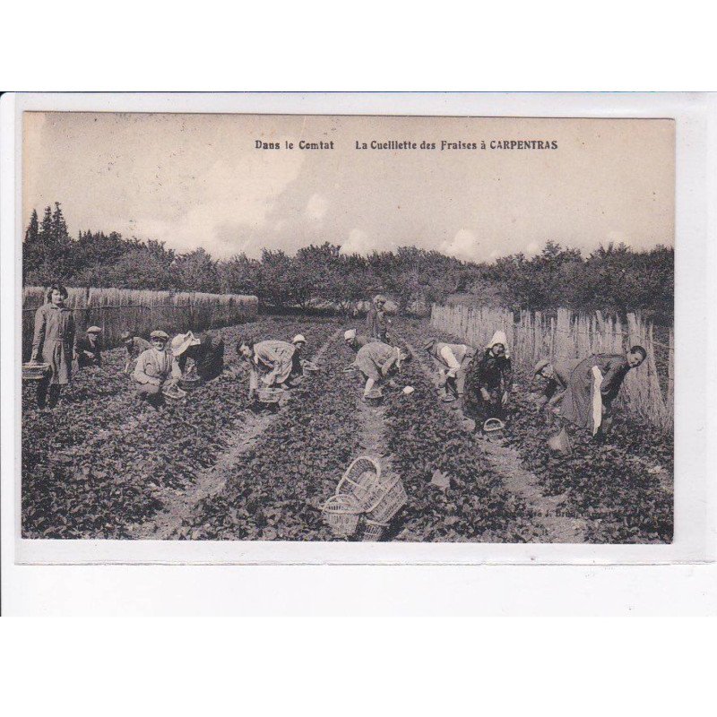 CARPENTRAS: la cueillette des fraises, dans le comtat - très bon état