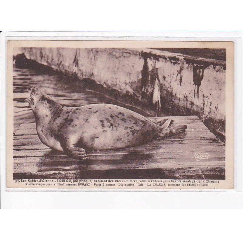 LES SABLES D'OLONNE: loulou, joli phoque, habitant des mers polaires - très bon état