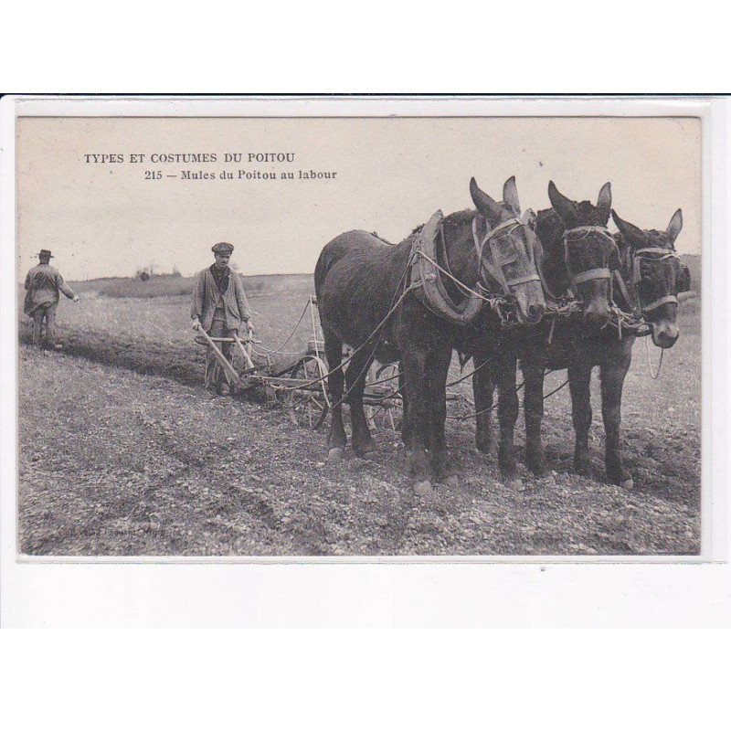 VIENNE: types et costumes du poitou, mules du poitou au labour - état