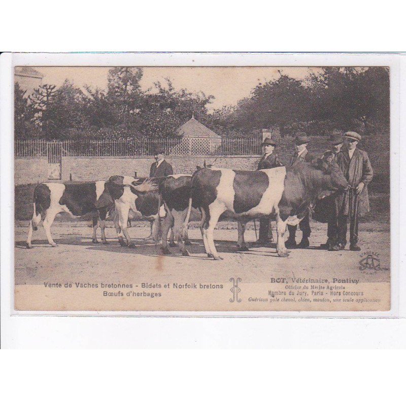 PONTIVY: vente de vaches bretonnes, bidets et norfolk bretons, Bot vétérinaire - très bon état
