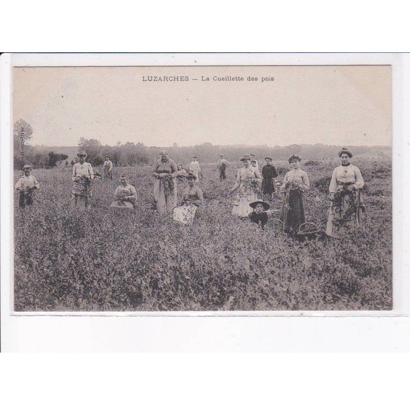LUZARCHES: la cueillette des pois - très bon état