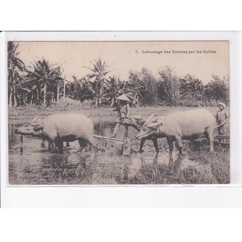 VIETNAM: labourage des rizières par les buffles - très bon état
