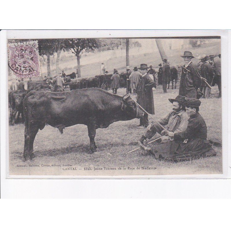 CANTAL: jeune taureau de la race de salers - très bon état