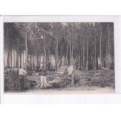 LOIR ET CHER: en sologne, exploitation d'une sapinière - très bon état